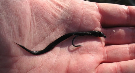 Slimy Slimy