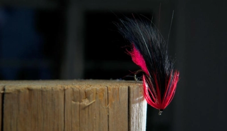 The Bloody Zonker The Bloody Zonker