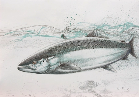 Salmon Salmon