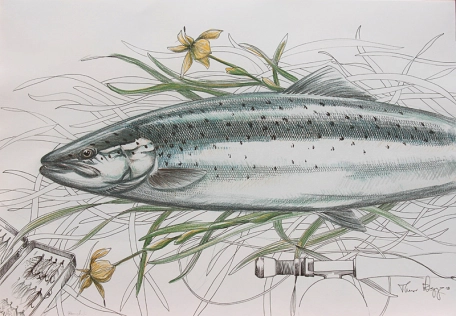 Salmon Salmon
