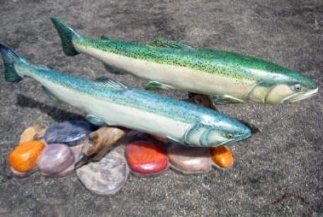 Steelead and Chinook Salmon in the river  Steelead and Chinook Salmon in the river