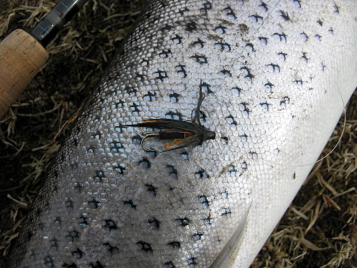 The fly and the fish The fly and the fish