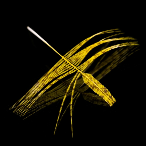 Partridge feather Partridge feather