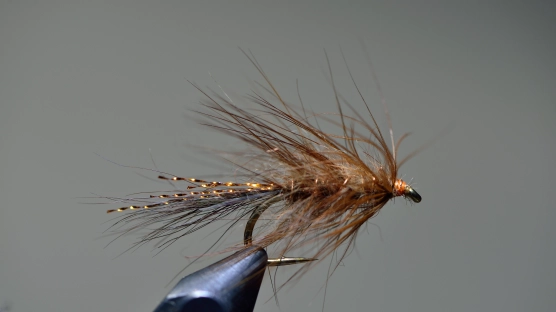 Charlie close up Charlie close up