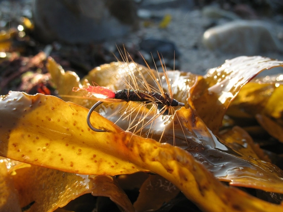 Skinny coastal Skinny coastal
