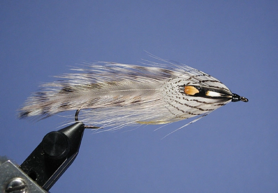 Barred Grey Ghost Barred Grey Ghost