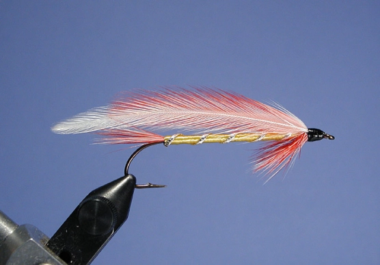 Parmecene Belle Parmecene Belle