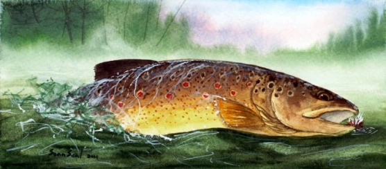 Brown Trout takes a dry fly Brown Trout takes a dry fly