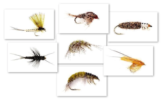 Edwards' flies Edwards' flies