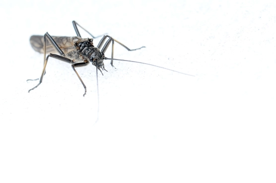 Stonefly on the snow Stonefly on the snow