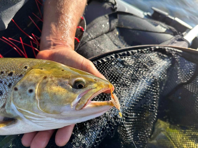 Nice seatrout Nice seatrout