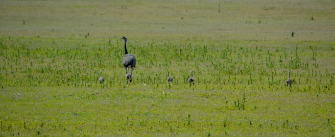 Patagonian Rhea and young Patagonian Rhea and young