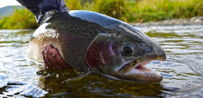 Fast growing Fast growing