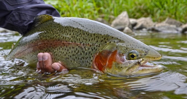 Clever and selective Clever and selective