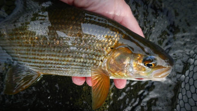 A grayling took it A grayling took it