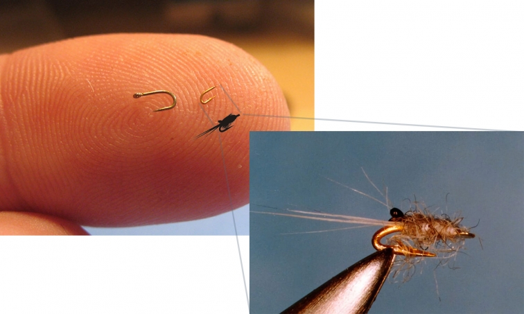 The world's smallest shrimp fly, Global FlyFisher