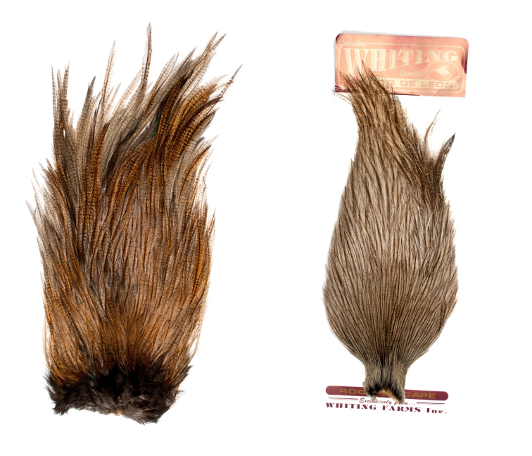 Withing Coq de Leon Withing Coq de Leon