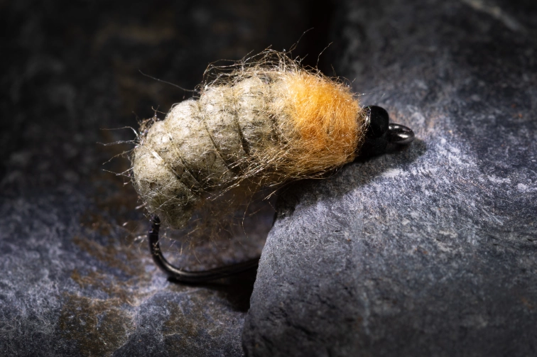 Kapok Kaddis Pupa Kapok Kaddis Pupa