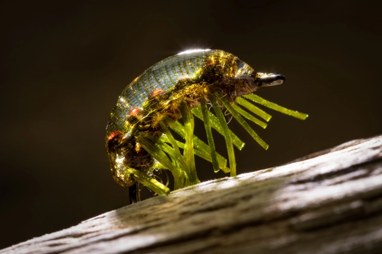 The Steel Pin Shrimp The Steel Pin Shrimp