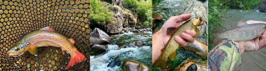 Coruh and Rize Trout Coruh and Rize Trout