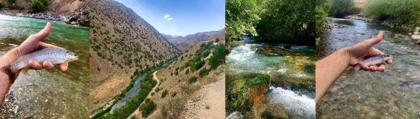 Tigris Trout Tigris Trout