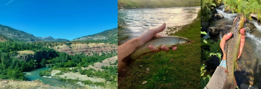 Munzur Trout Munzur Trout