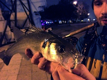 Under The Cover Of Darkness, Saltwater Bass Anglers