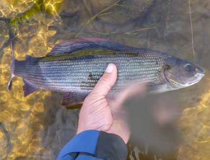 Guided Fishing Trips, Rena River, Norway