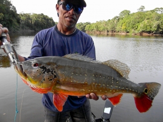 Fly-fishing in the Brazilian , Global FlyFisher