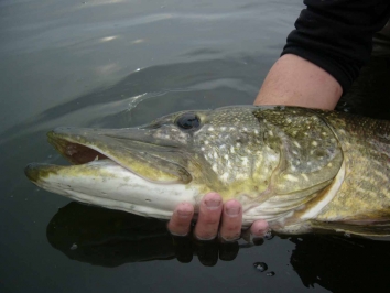 RIO Pike/Musky Fly Leaders, Buy Pike and Musky Fly Fishing Leaders Online  at