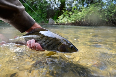 Fish Caught by Fly Fishing Tackle. Survival in Hikes. Grayling Stock Image  - Image of mountain, survival: 108612587