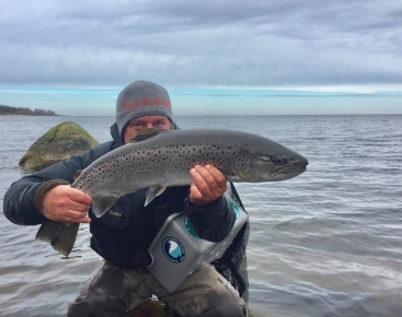 Raccoon Fishing -  Ireland