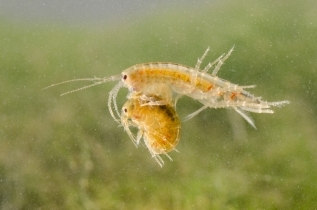 Gammaridae