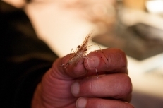 A Kern Leo Lund shrimp