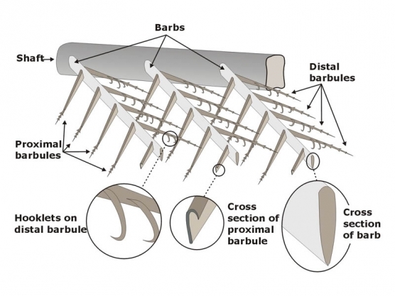 Anatomy of a feather