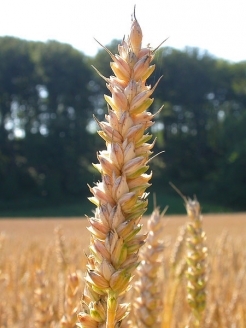 Ear of corn