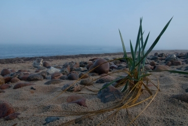 A tuft of grass