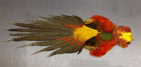 Golden Pheasant Side Tail Feather Natural – Jaffe