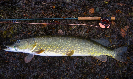 ON THE PROWL: Pike fishing in Denmark with Finn and Dennis