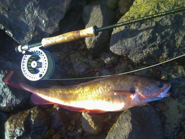 The little red Steelhead jig that could - Silversides Fishing Adventures