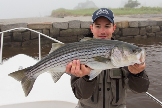Stripers on the flats, Global FlyFisher
