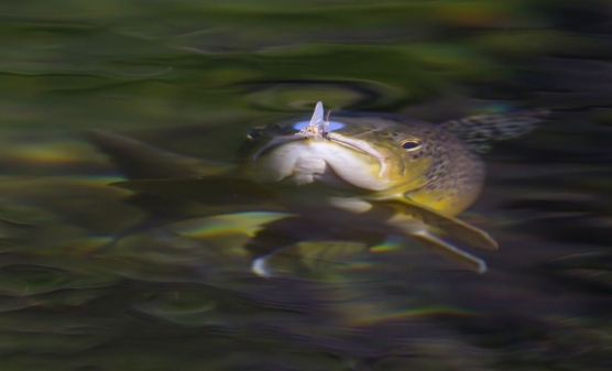 Fishing a bubble, Global FlyFisher