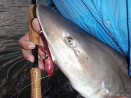 Catching Sharks! No problem with the right fly! Find all kinds of flies in  our web store! #aosfishing #flyfishingmakesyou…