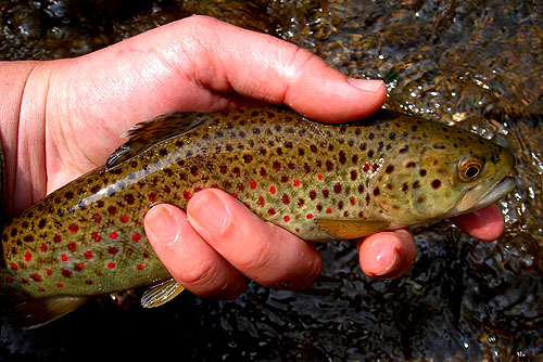 off-the-schneid-global-flyfisher-first-trout-of-the-season