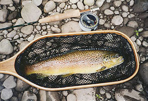 Willowemoc brown trout