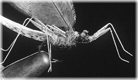 Mayfly detail