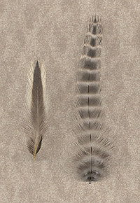 Hen Neck Hackles