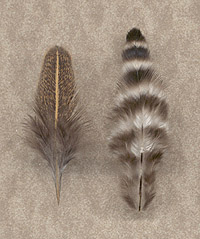 Hen Back and Saddle Hackles