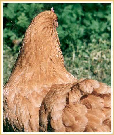 What are a chicken's hackles? - My Pet Chicken