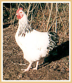 a Whiting rooster bred & raised for the grizzly feathers for fly tying